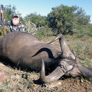 Buffalo Cow Hunt South Africa