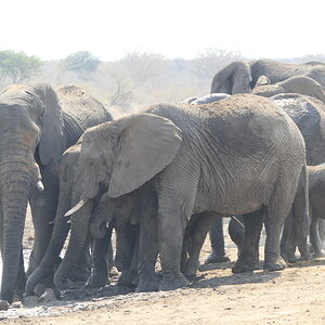 Elephant Wildlife