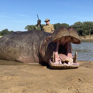 Hippo Hunting Zambia