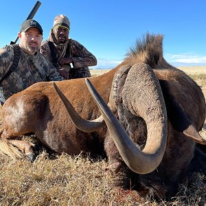 Black Wildebeest Hunting Eastern Cape South Africa