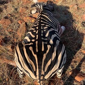 Burchell's Zebra Hunting South Africa