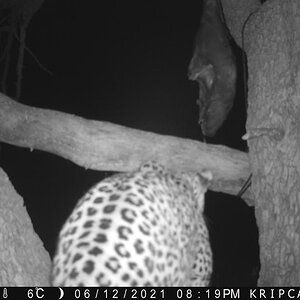 Leopard Trail Camera Namibia