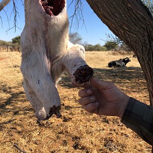 Leopard Bait Namibia