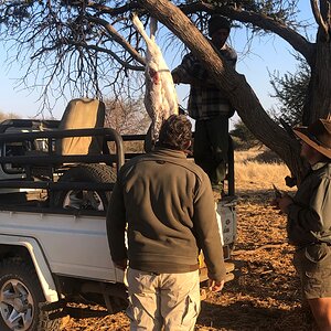 Leopard Bait Namibia