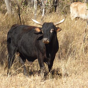 Wild Bull Wildlife New Zealand