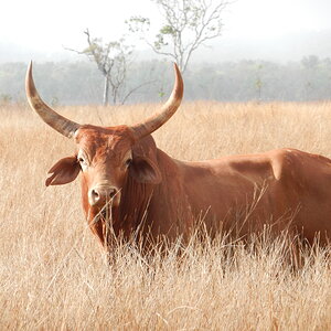 Wild Bull Wildlife New Zealand