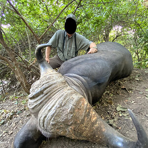 Buffalo Hunting Zimbabwe