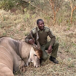 Eland Hunt Zimbabwe