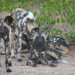 Wild Dog Wildlife Zimbabwe