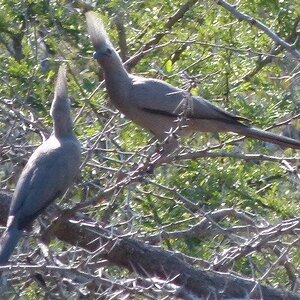 Grey Lourie / Crinifer Concolor Birdlife Zimbabwe