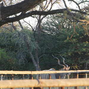 Kudu Wildlife Botswana