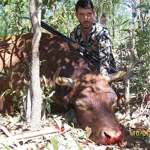 Wild Bull Hunting