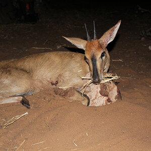 Duiker Hunting Namibia