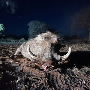 Warthog Hunting South Africa