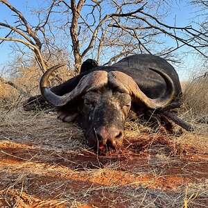 Buffalo Hunting South Africa | AfricaHunting.com