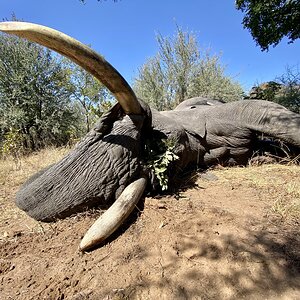 Elephant hunted in Namibia with Zana Botes Safari.jpeg