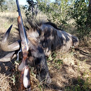 Blue Wildebeest Hunting