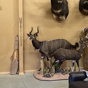 Bushbuck & Nyala Full Mount Taxidermy