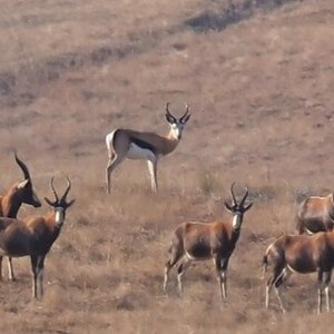 Springbok Herd South Africa