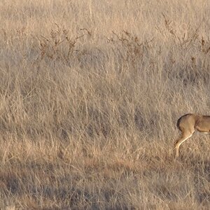 Young Reedbuck South Africa