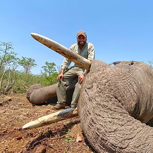 Elephant bull down Zimbabwe