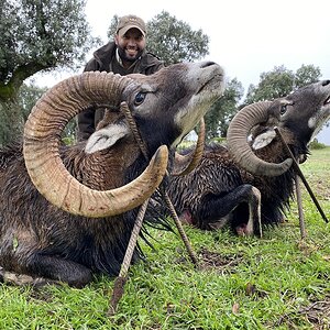 Mouflons Hunt in Spain