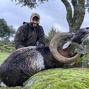 Mouflon Hunt in Spain