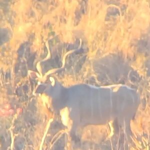 Kudu In Field South Africa