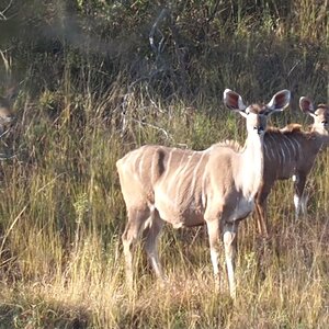 Kudu And Her Youngsters South Africa