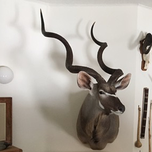 Kudu Shoulder Mount Taxidermy