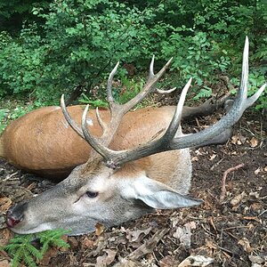 Red Deer Hunting