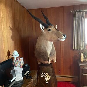 Eland Pedestal Taxidermy