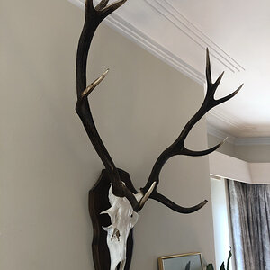 Red Deer Euro Mount Taxidermy