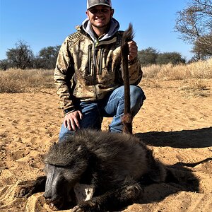 Baboon Hunting South Africa