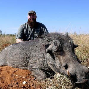 Warthog Hunting South Africa