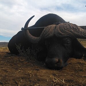 Buffalo Hunt South Africa