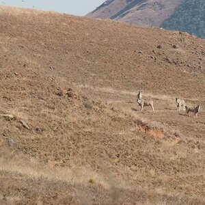 Eland Hunting South Africa