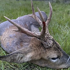 Roe Deer Hunting United Kingdom