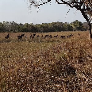 Sable Heard Zambia