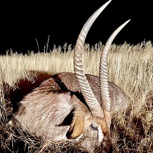 Waterbuck hunting in Namibia with Zana Botes Safari