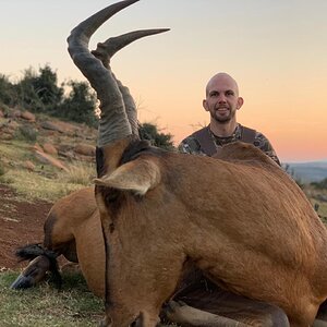 Red Hartebeest Hunt Eastern Cape South Africa