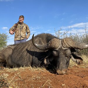 Buffalo Hunting South Africa