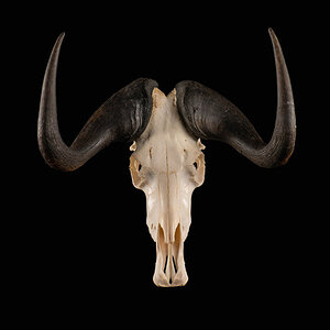 Black Wildebeest Skull Mount Taxidermy