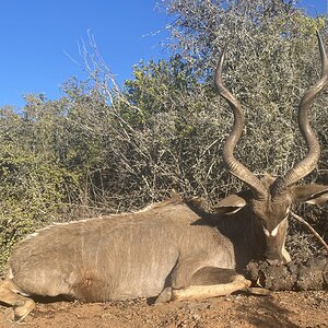 Kudu Hunting Eastern Cape South Africa