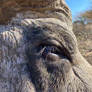 Buffalo Limpopo South Africa