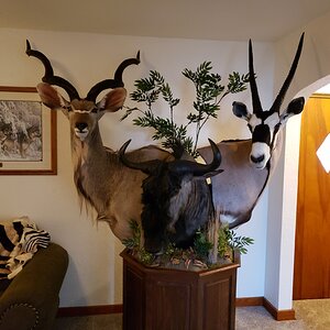 Kudu & Gemsbok & Blue Wildebeest Pedestal Mount Taxidermy