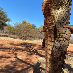 Crocodile Hunting South Africa