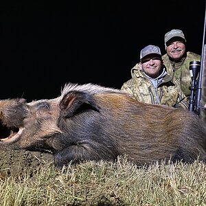 Bushpig Hunt Limpopo South Africa