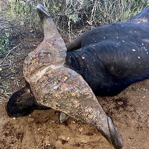 Cape Buffalo hunt South Africa