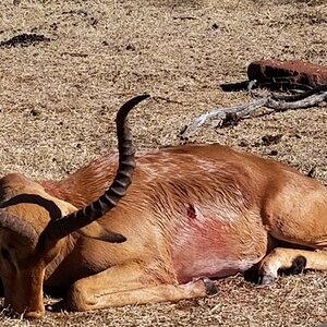 Impala Hunt South Africa